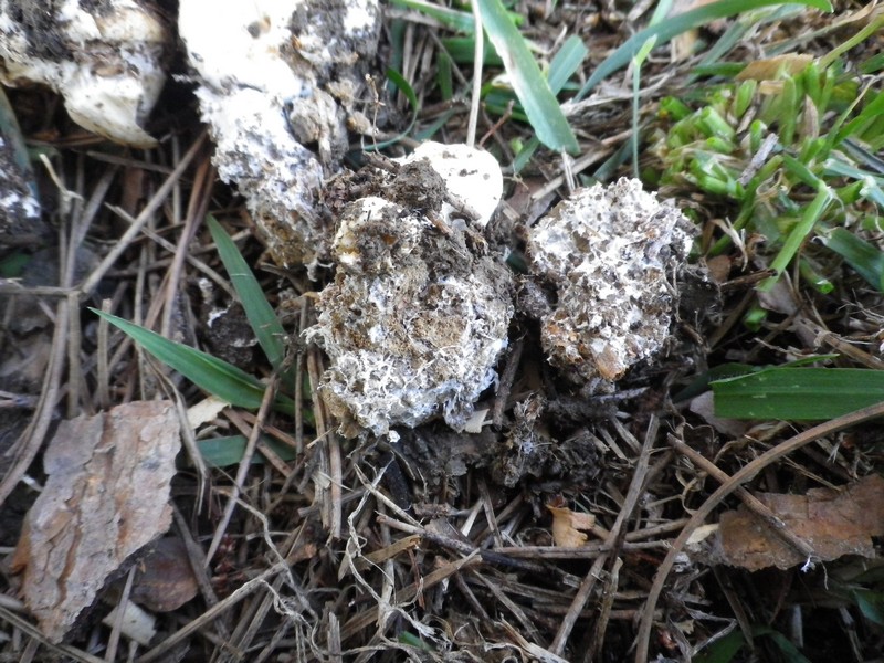 Agaricus macrocarpus ....