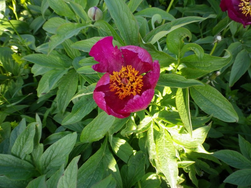 Peonie rosse - Paeonia officinalis