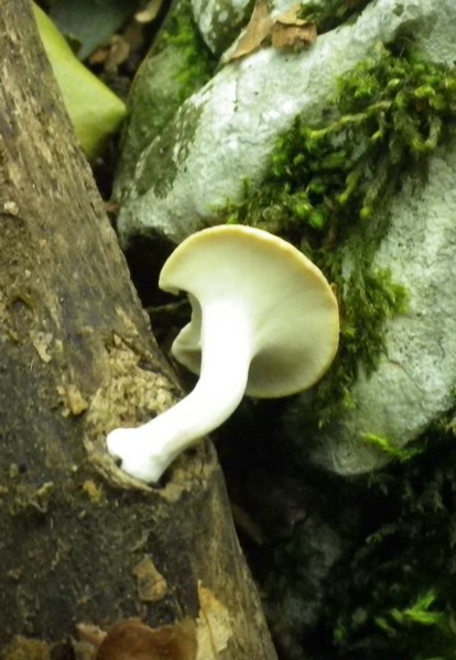 Polyporo  piccolino