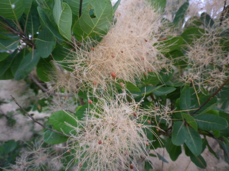Cotinus coggygria / Sommacco selvatico