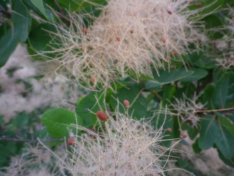 Cotinus coggygria / Sommacco selvatico
