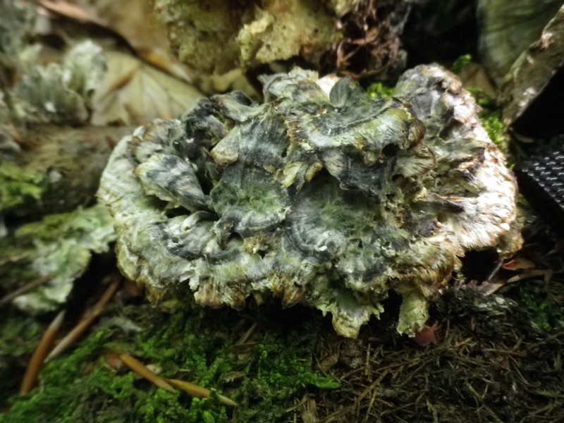 Polyporo verde su ceppo