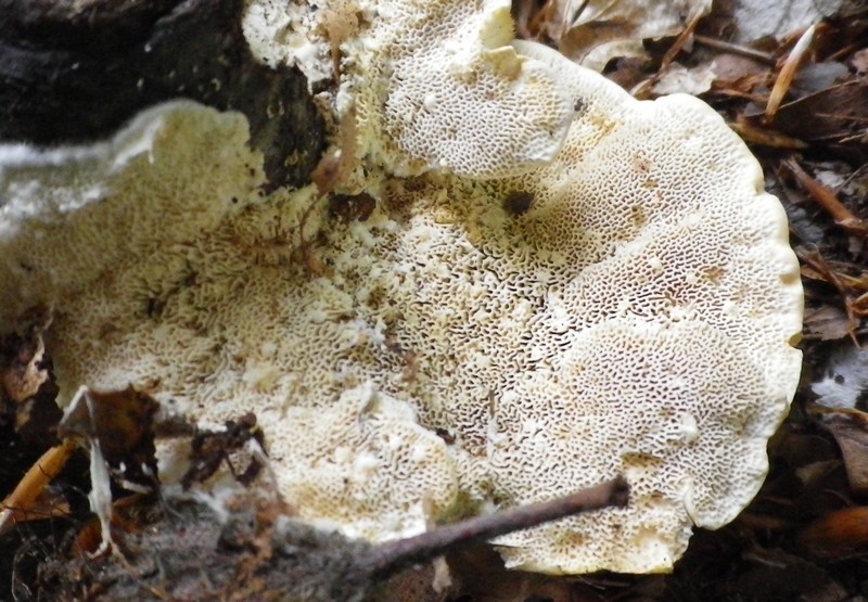 Polyporo a tre colori