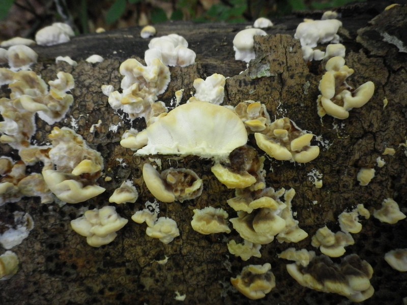 Polyporacea in compagnia
