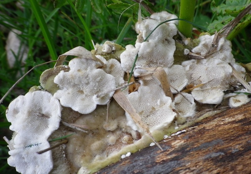 Polyporacee diverse (Trametes ochracea)