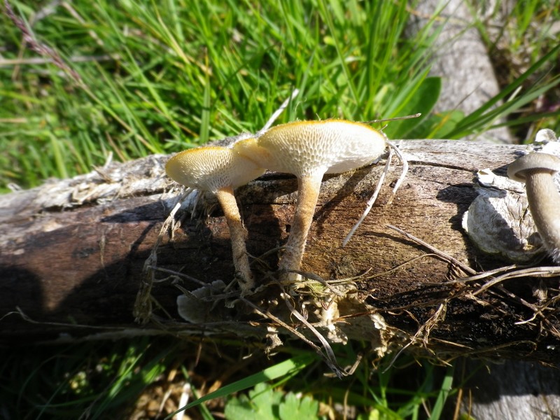Due diversi polypori (Polyporus arcularius)