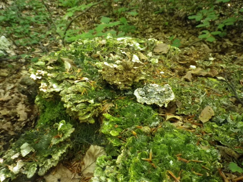 Polyporo verde su ceppo