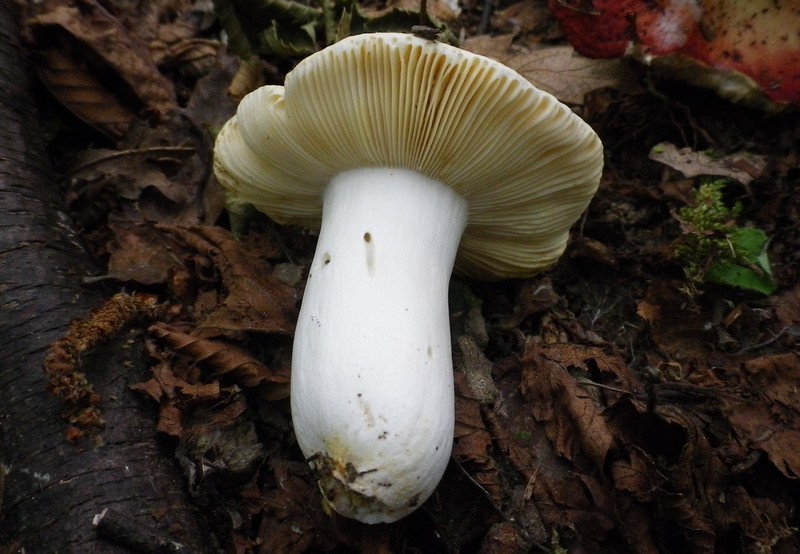 Russula due colori