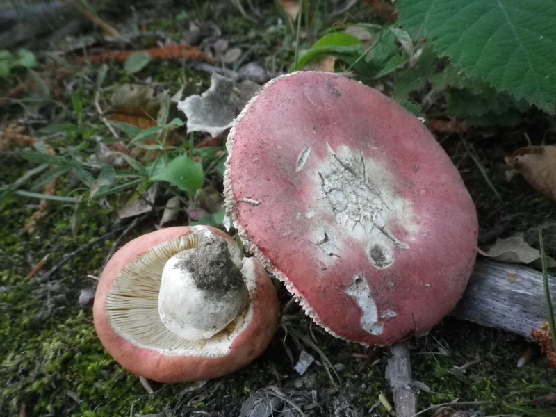 Ferragosto in famiglia