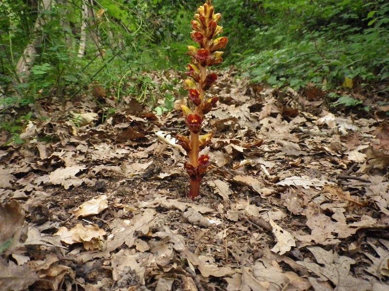 Orobanche variegata / Succiamele screziato