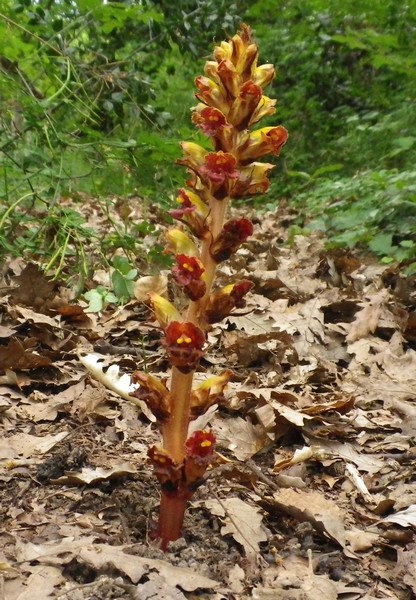 Orobanche variegata / Succiamele screziato