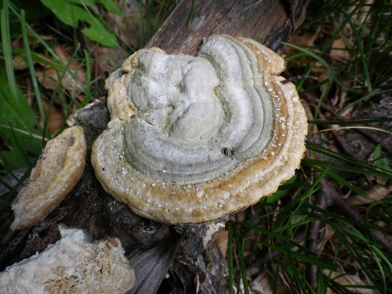 Trametes con forfora