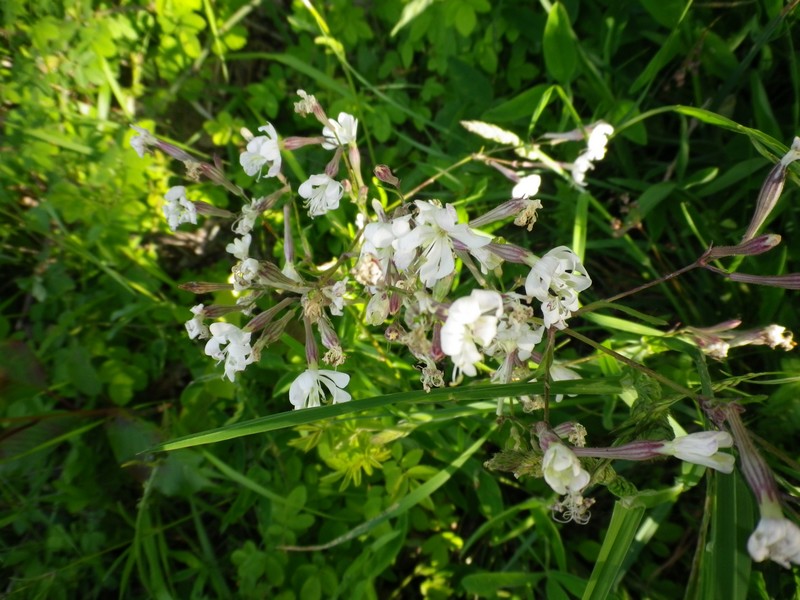 Fiori a trombetta -  Silene cfr. italica.