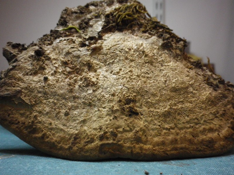 Vecchia polyporacea (Daedalea quercina)