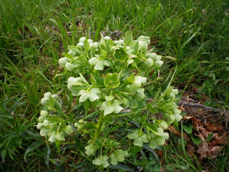 Tutto verde - Helleborus cfr. foetidus