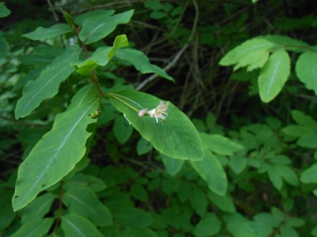 Lonicera nigra / Caprifoglio nero