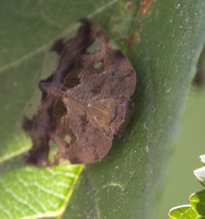 Aiuto Identificazione....Fam. Ricaniidae: Ricania speculum