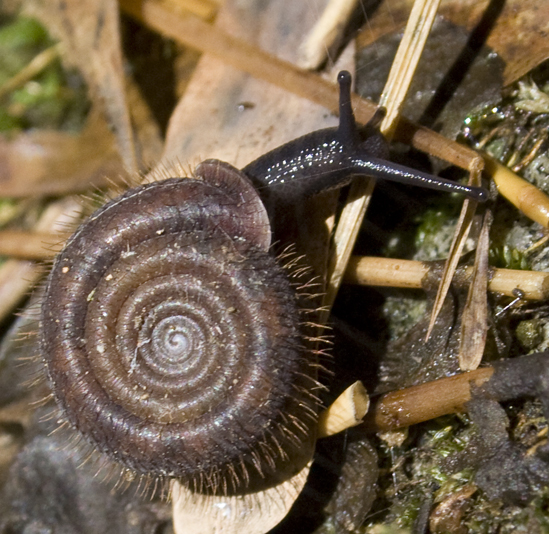 Chiocciola pelosa.