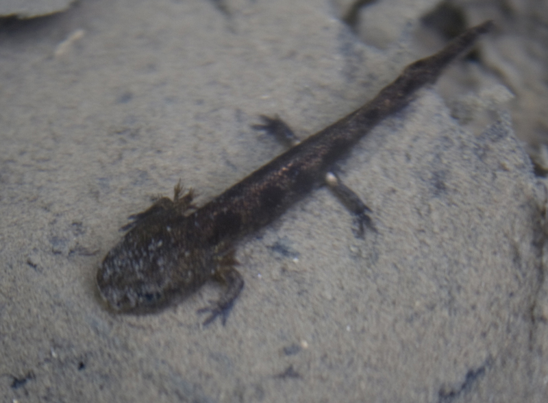 Salamandra pezzata? Salamandrina perspicillata, larva