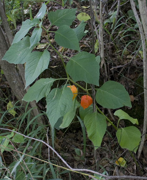 Physalis alkekengi