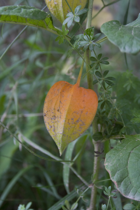 Physalis alkekengi