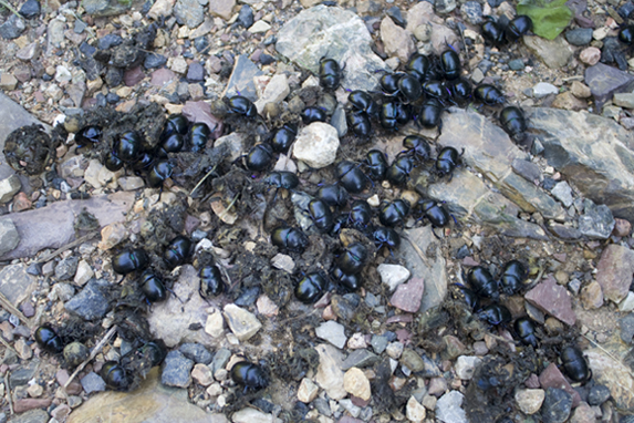 Stercorari da identificare.