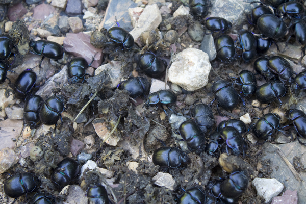 Stercorari da identificare.