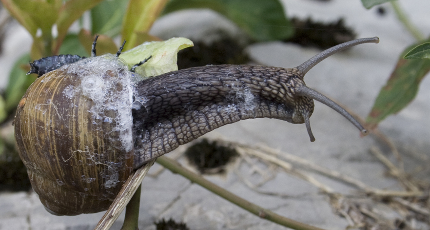 Predazione- Larva di Carabus su Helix pomatia