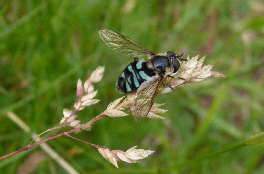 Sirfide montano: Didea alneti ♀