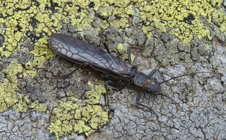 Perlodes microcephalus