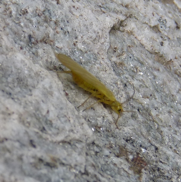 Siphonoperla sp.