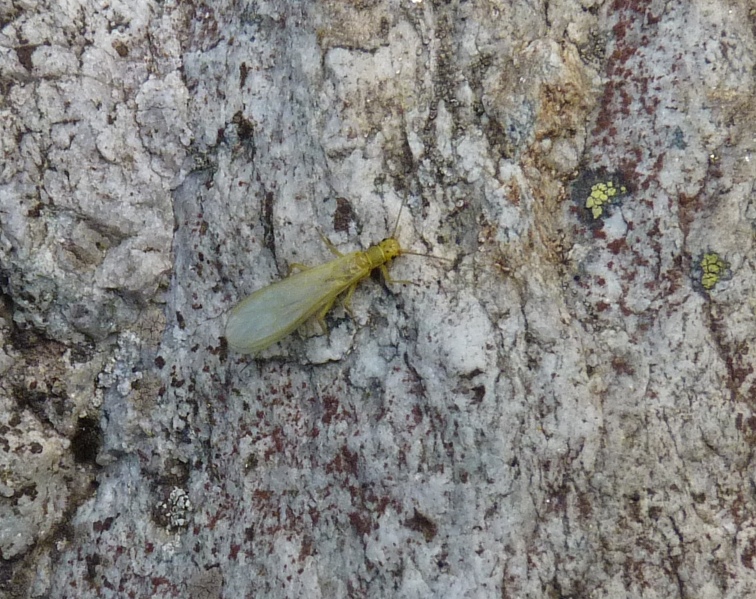 Siphonoperla sp.