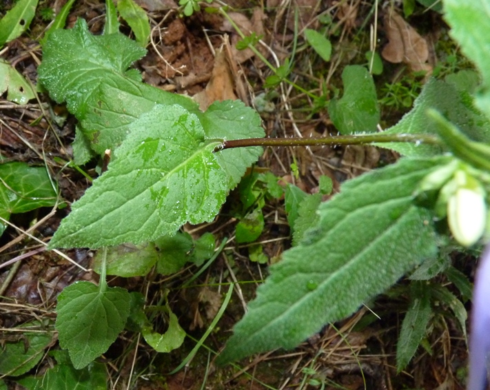 Campanula trachelium