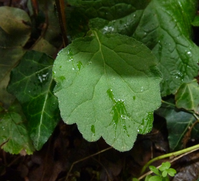 Campanula trachelium