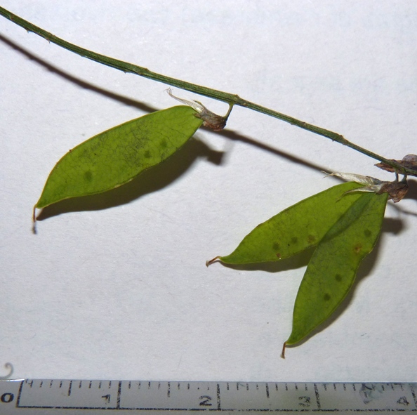 Vicia cracca da confermare