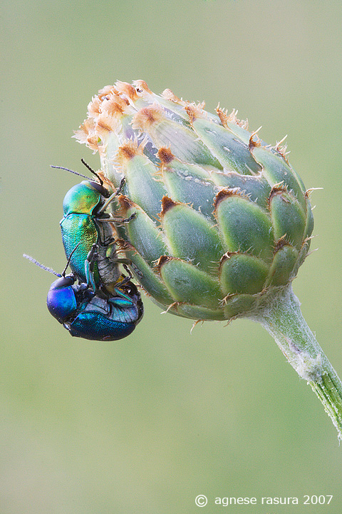 Cryptocephalus sericeus