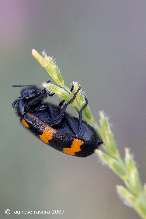 Mylabris variabilis (Meloidae)