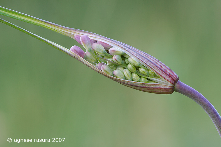 Allium carinatum L. subsp. pulchellum