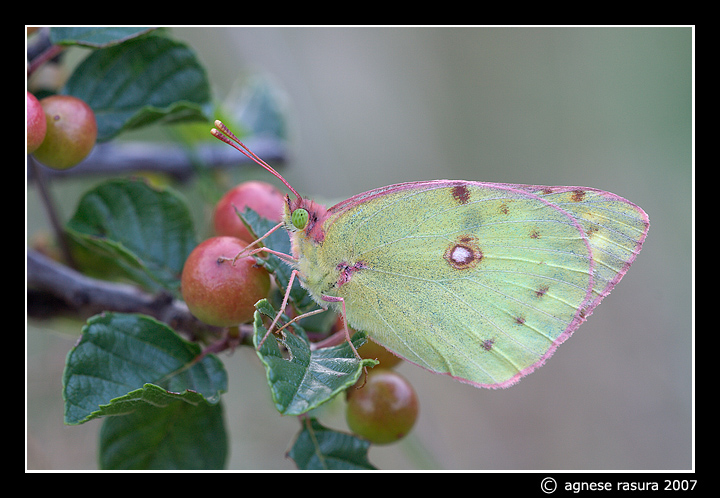 Colias crocea ?