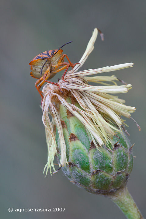 Pentatomidae: Carpocoris sp. del carso triestino
