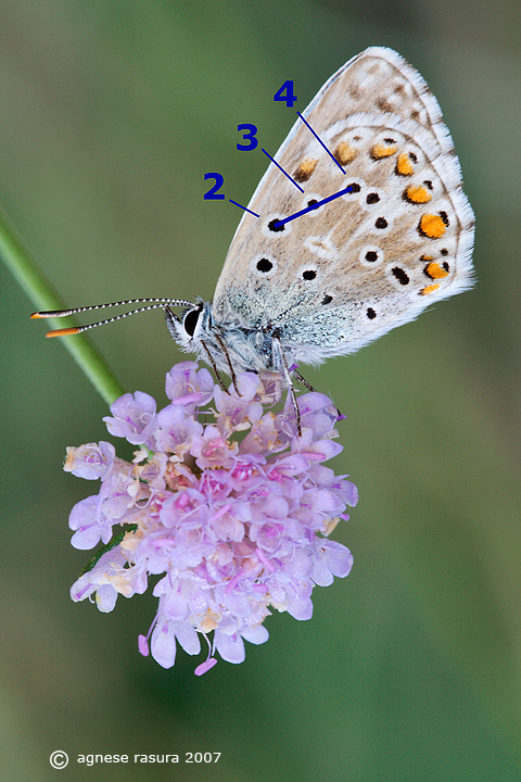 lycaenidae: particolari identif. a confronto