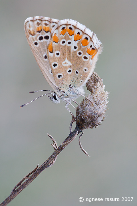 lycaenidae: particolari identif. a confronto