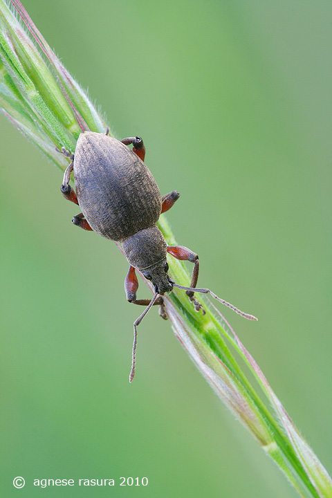 Otiorhynchus cfr armadillo obsitus