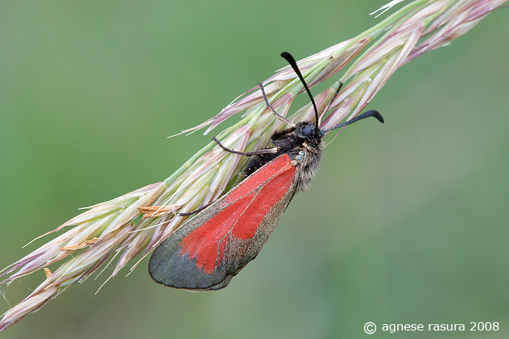 Zygaena purpuralis ? Si ♀