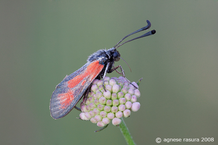 potrebbe essere punctum ? Si, Zygaena punctum