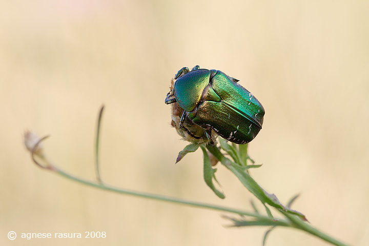 Cetonia quale? C. aurata pallida