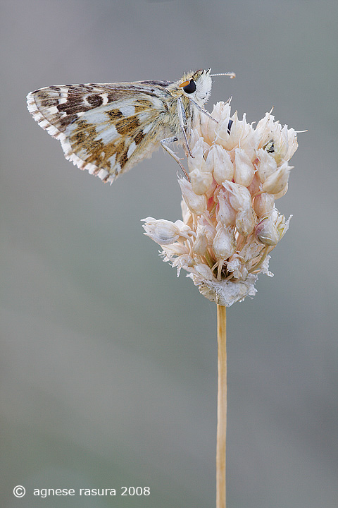 Pyrgus armoricanus ? - S