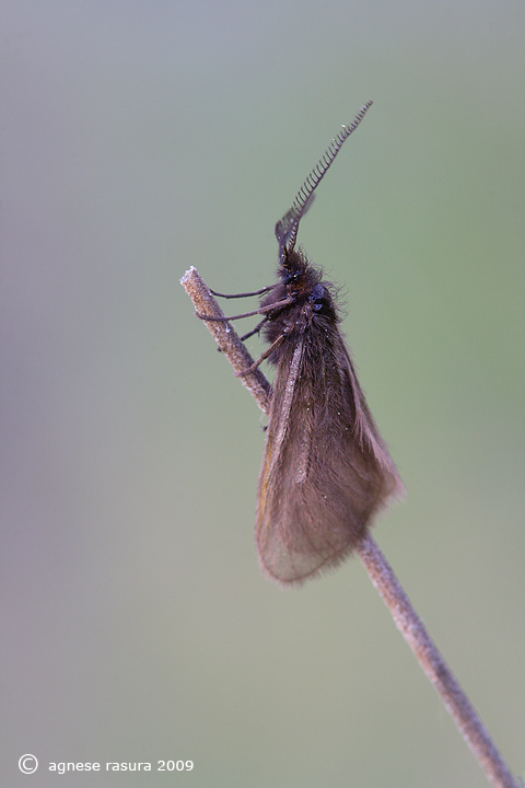 Heterogynis penella e relativo bruco