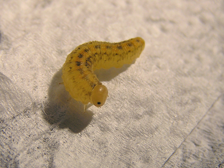 Larva di imenottero Symphyta