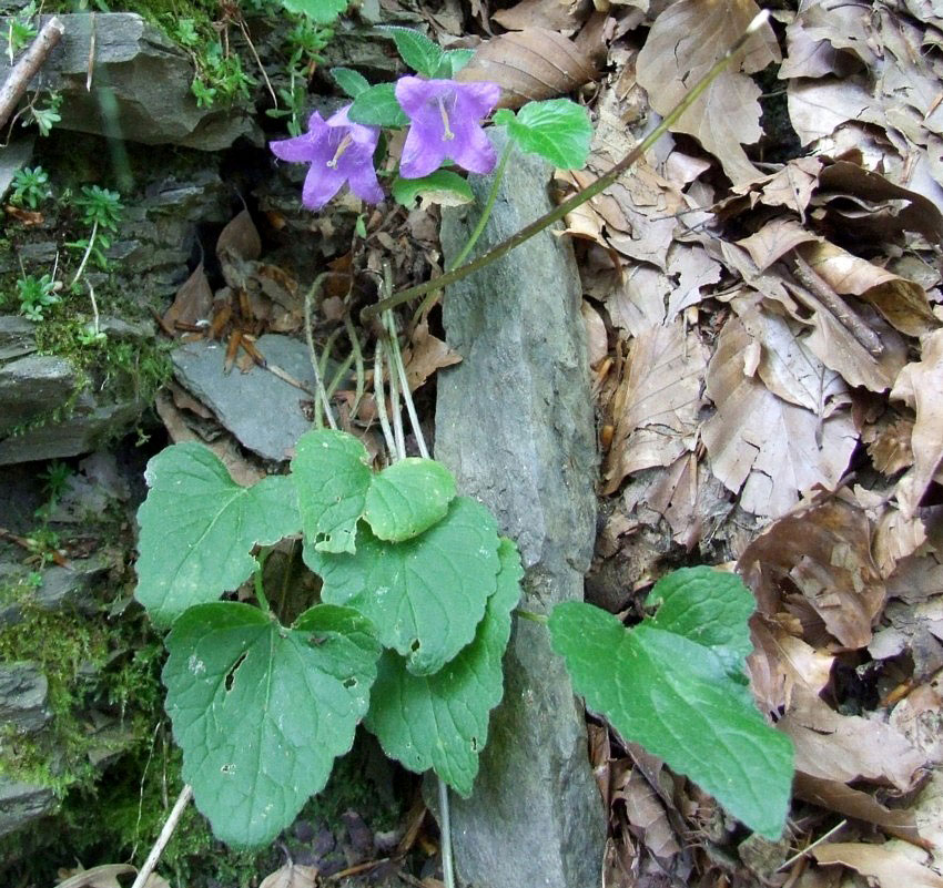 Campanula trachelium / Campanula selvatica